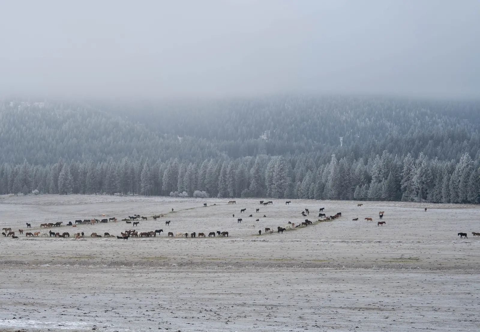 A large herd of horses grazes in a frost-covered field with a coniferous forest in the background under a foggy sky.