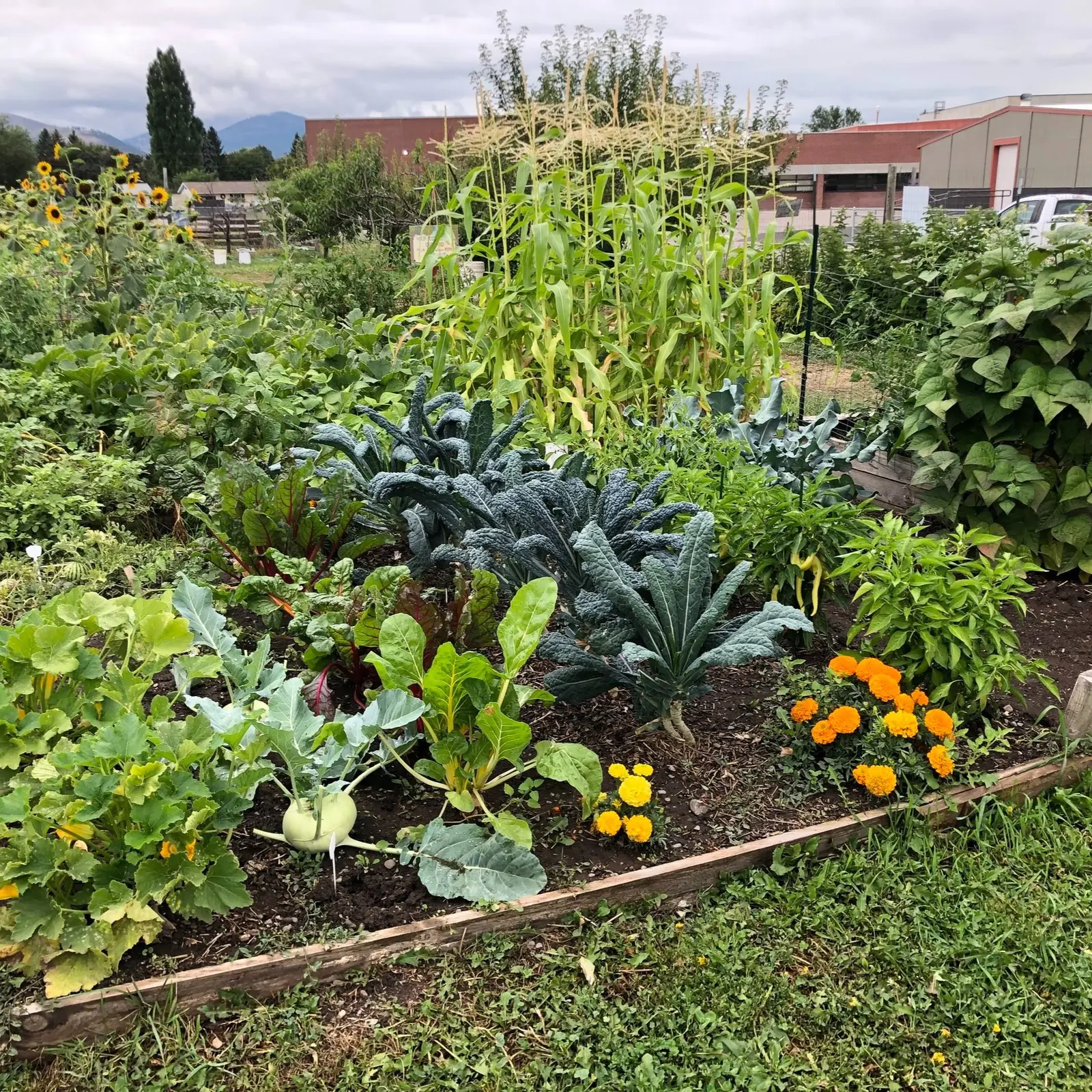 A raised vegetable garden bed filled with various plants, including kale, corn, squash, and marigolds.