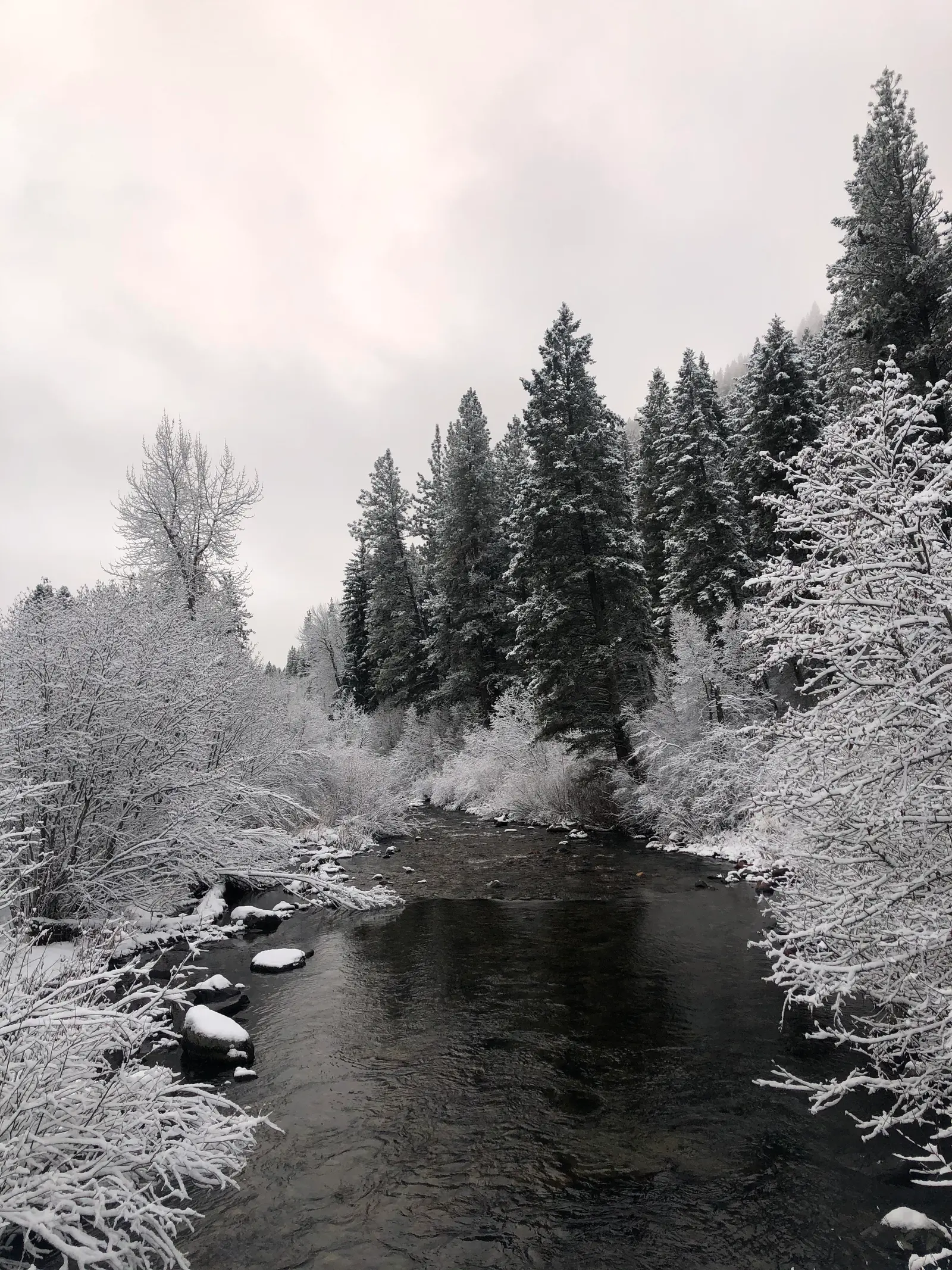 A snowy forest scene features a dark stream flowing through the trees.