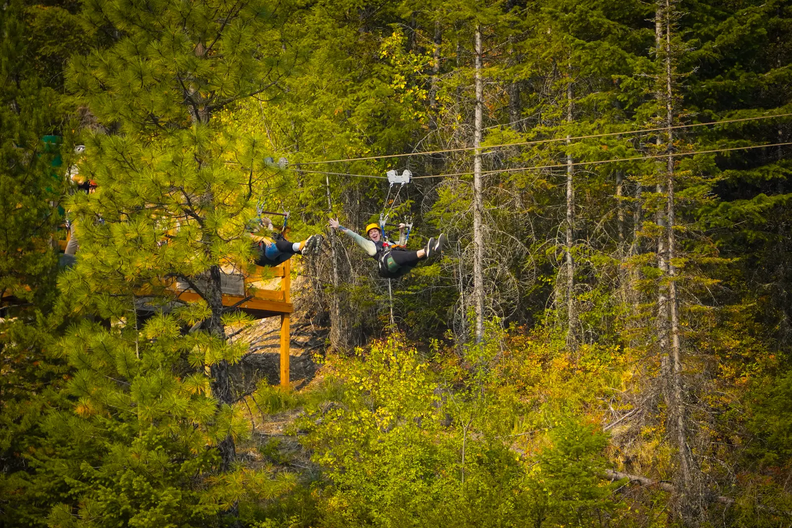 People enjoy zip-lining through a forest on a bright, sunny day.