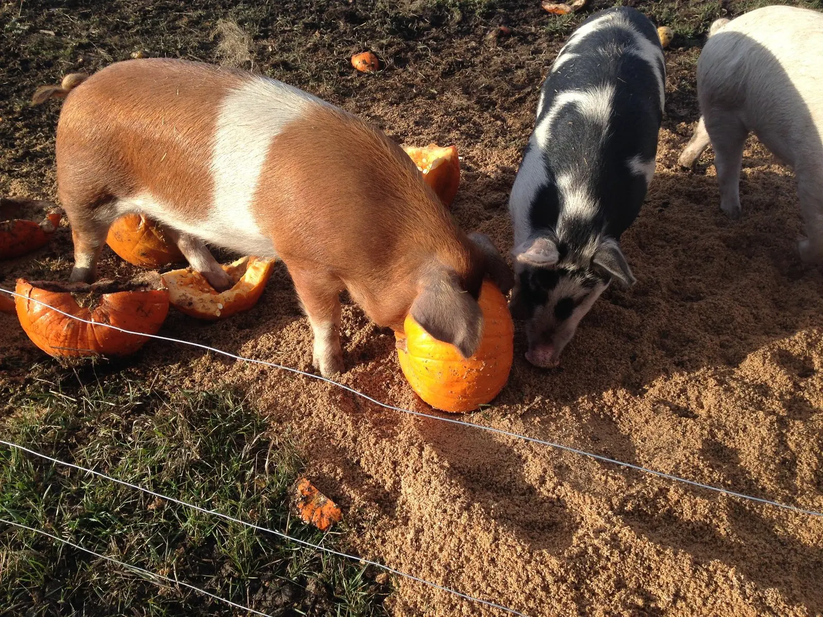 Heritage Pork for Sale
