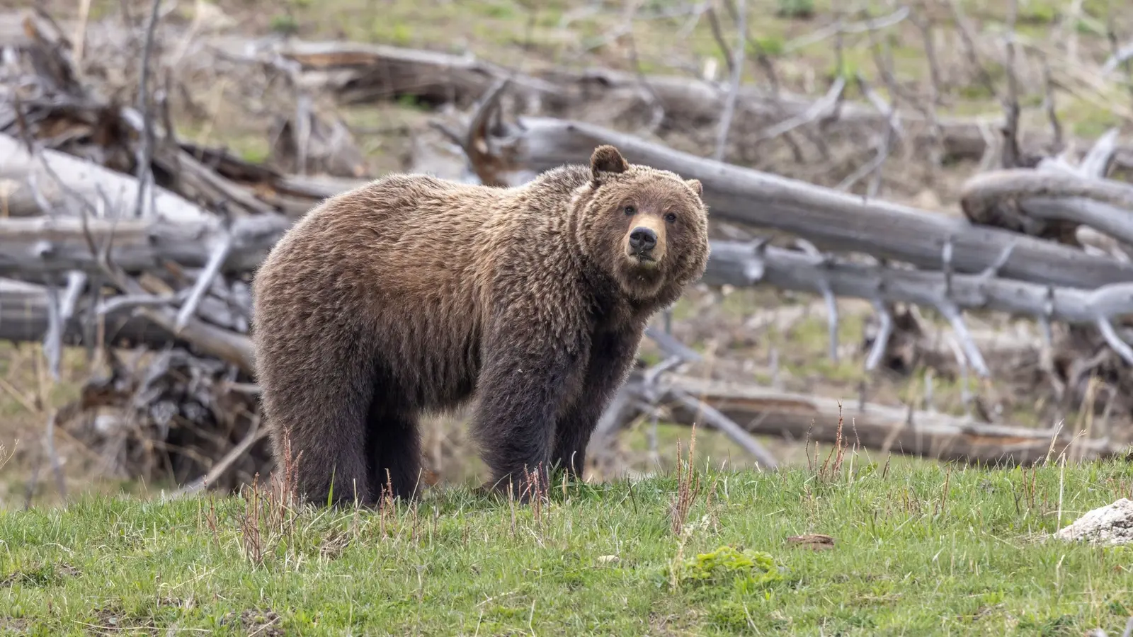 Photo of grizzly bear