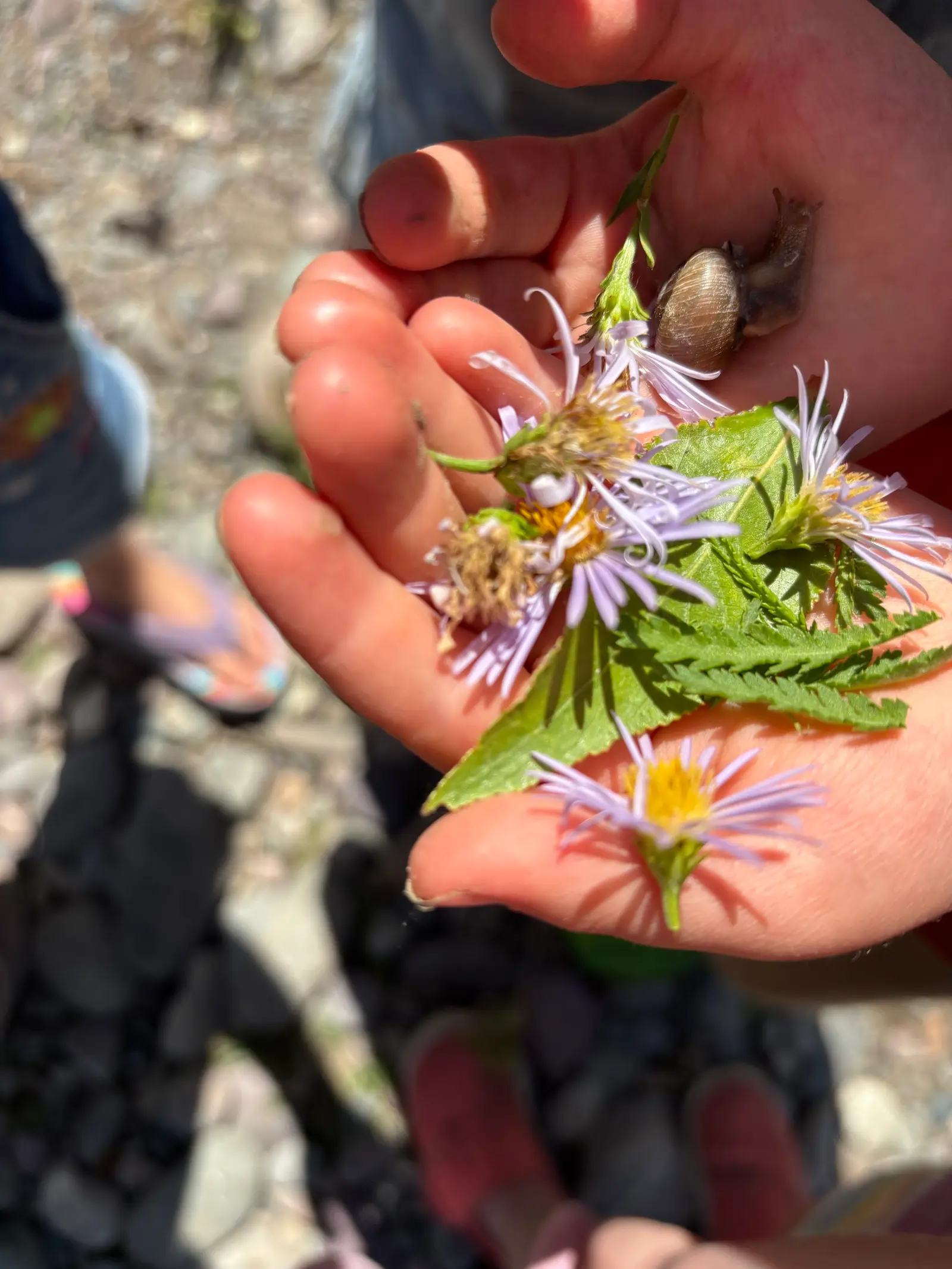 A child's hands hold a small snail and several wildflowers.