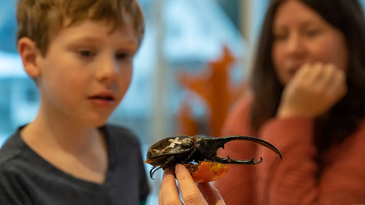 Photo of an large beetle being held up with a son and mother watching in the background.