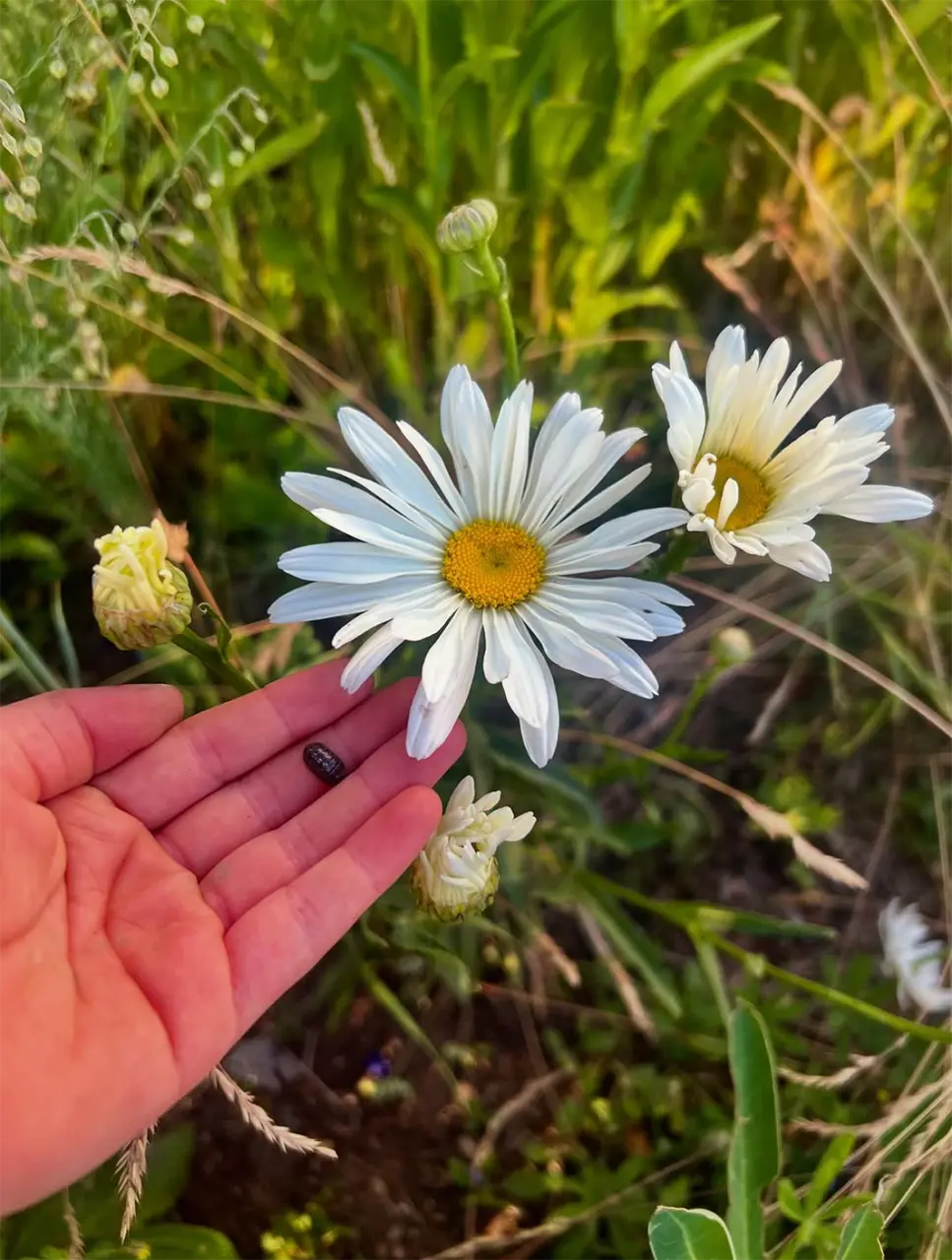 Happy Summer Solstice