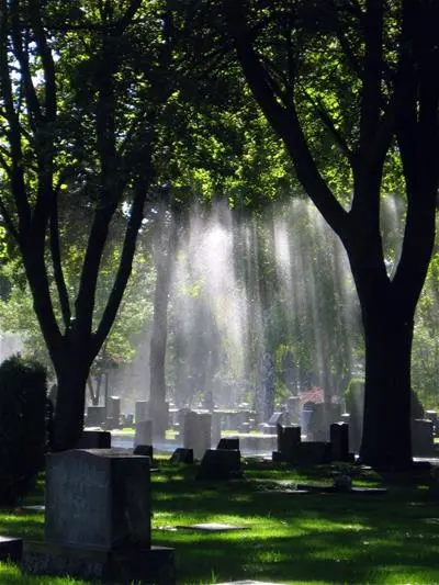 Rays of sunlight shining through summer trees