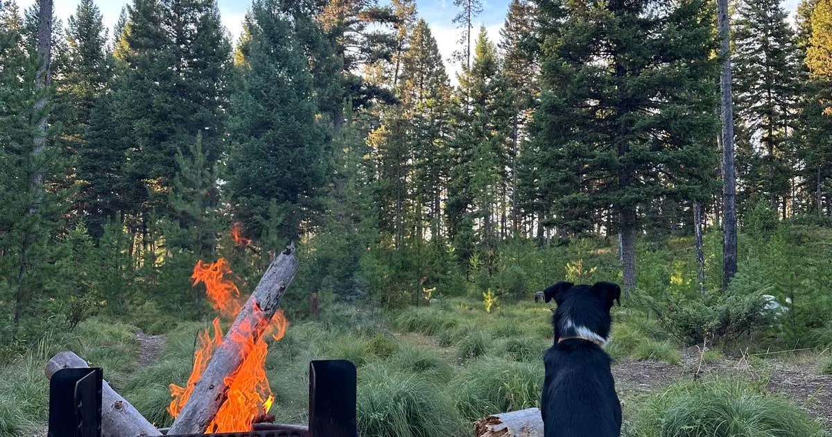 A dog sits in a forest looking toward a small campfire.