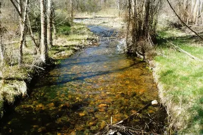 Photo from grantcreektrails.org A shallow stream flows through a wooded area with grassy banks.