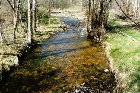 A shallow stream flows through a wooded area with grassy banks.