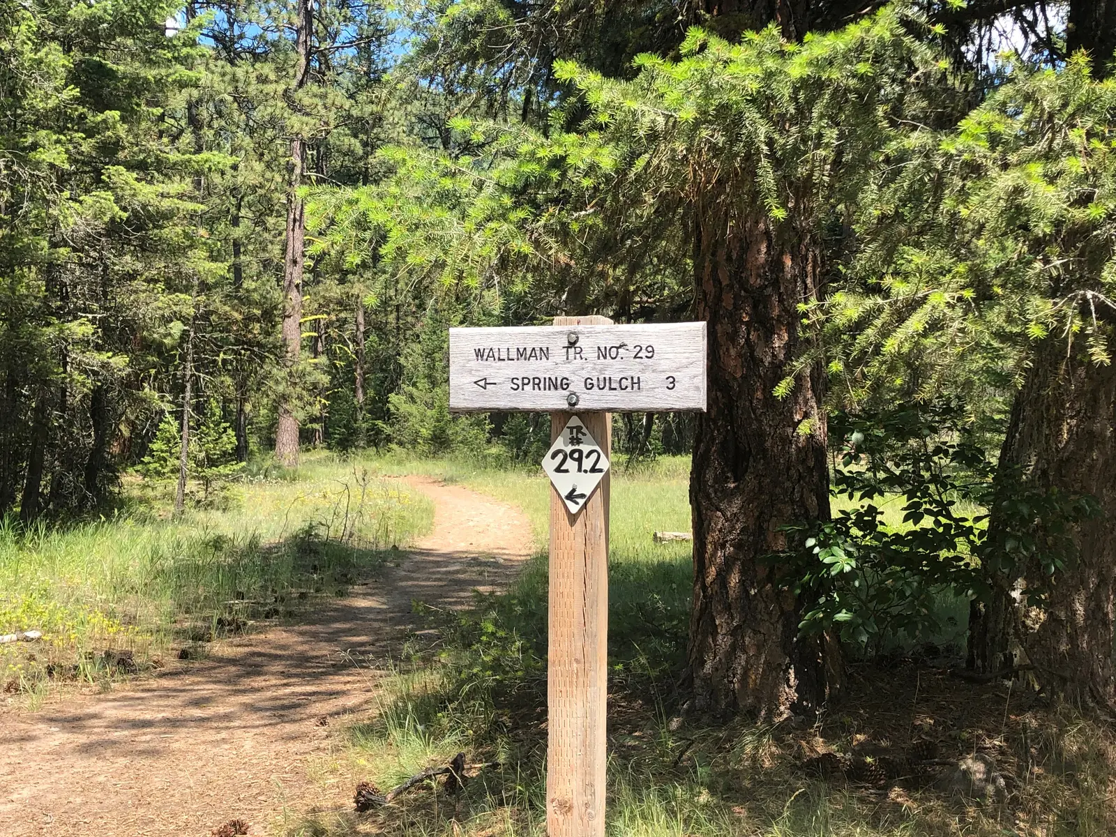 A wooden trail sign stands at a fork in a forest path.