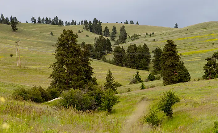 Rolling hills are covered with grasses, wildflowers, and scattered evergreen trees.
