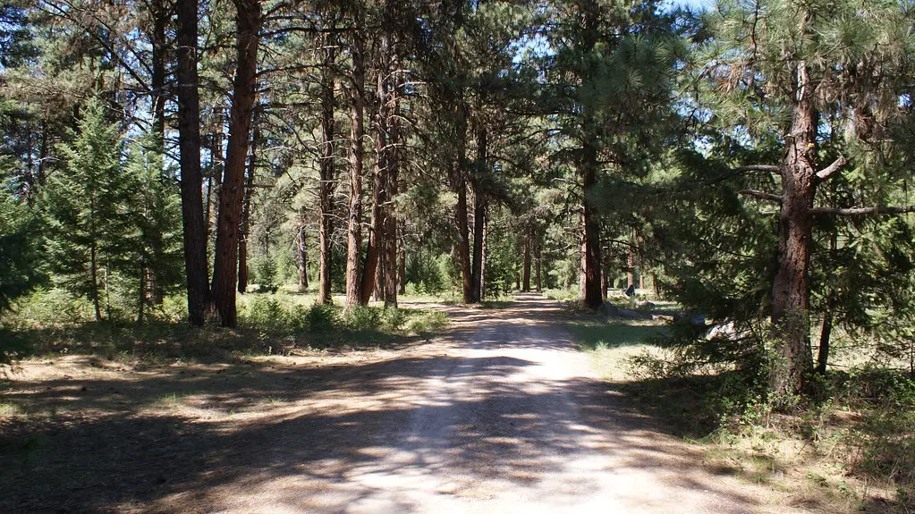 A dirt path leads through a forest of tall pine trees.