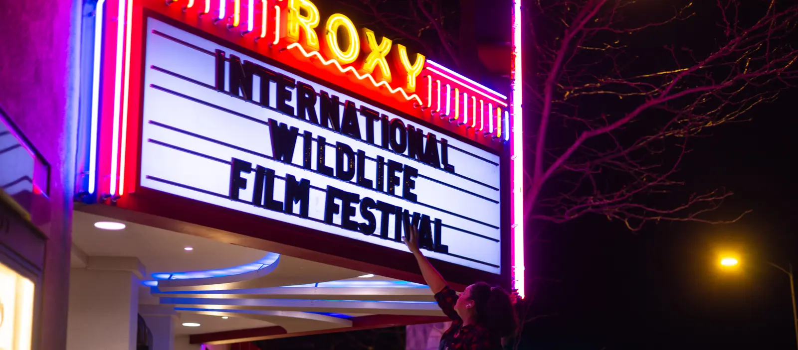 Person putting up marquee letters to say "International Wildlife Film Festival" at night.