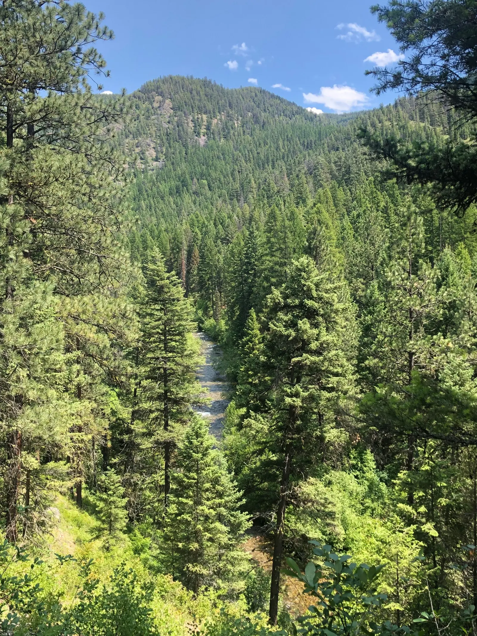 A small stream winds through a dense evergreen forest in front of mountains.
