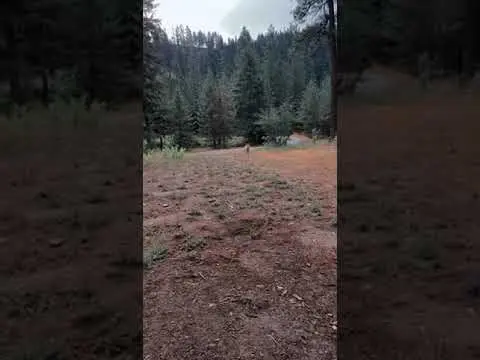 A deer stands on a dirt path in front of a forest.